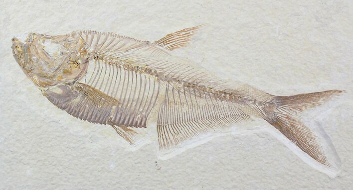Detailed Diplomystus Fish Fossil From Wyoming #21917